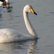 Whooper Swan